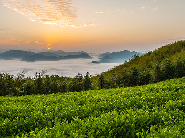 益陽(yáng)安化?天下茶道、云臺(tái)山、茶香花海2日游